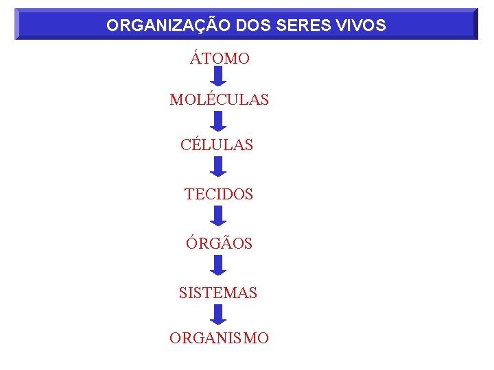 ORGANIZAÇÃO DOS SERES VIVOS ÁTOMO MOLÉCULAS CÉLULAS TECIDOS ÓRGÃOS SISTEMAS ORGANISMO 