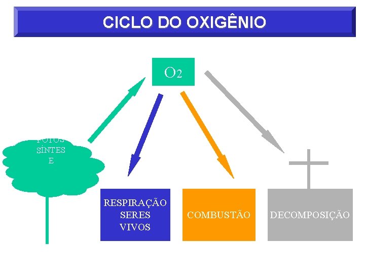 CICLO DO OXIGÊNIO O 2 FOTOS SÍNTES E RESPIRAÇÃO SERES VIVOS COMBUSTÃO DECOMPOSIÇÃO 