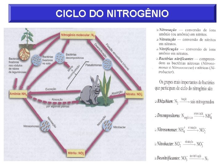 CICLO DO NITROGÊNIO 