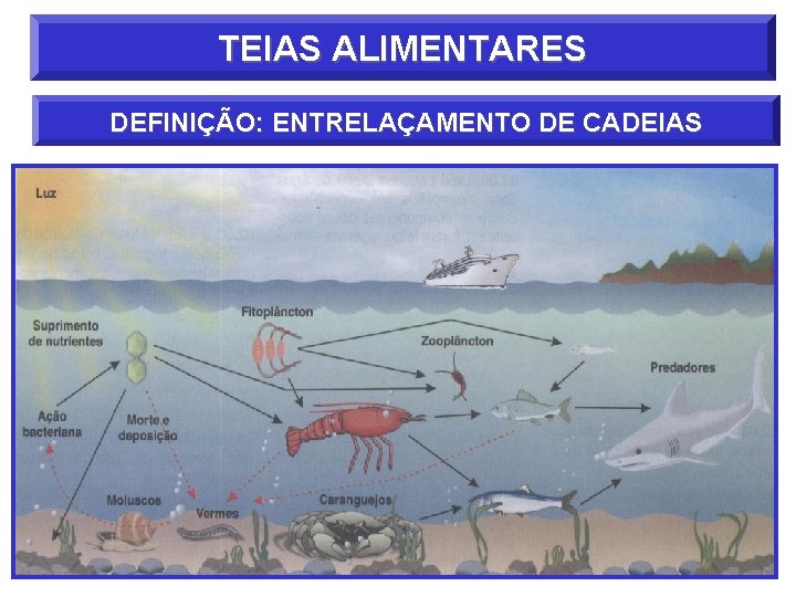 TEIAS ALIMENTARES DEFINIÇÃO: ENTRELAÇAMENTO DE CADEIAS 