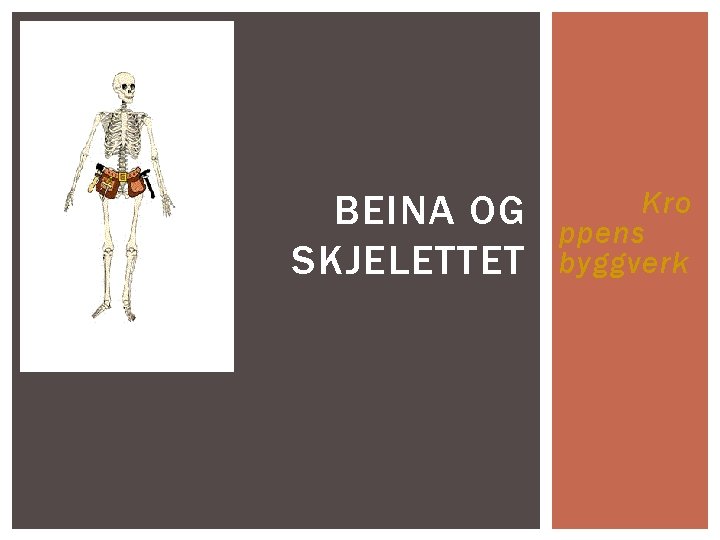 BEINA OG SKJELETTET Kro ppens byggverk 