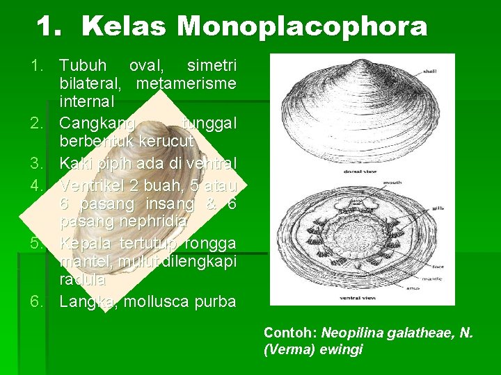 1. Kelas Monoplacophora 1. Tubuh oval, simetri bilateral, metamerisme internal 2. Cangkang tunggal berbentuk