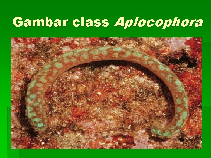 Gambar class Aplocophora 