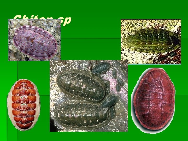 Chiton sp 