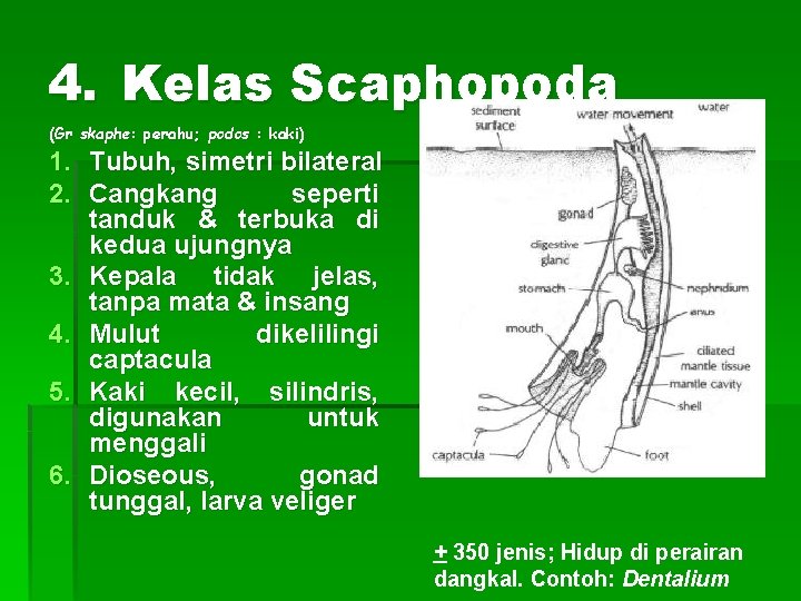 4. Kelas Scaphopoda (Gr skaphe: perahu; podos : kaki) 1. Tubuh, simetri bilateral 2.