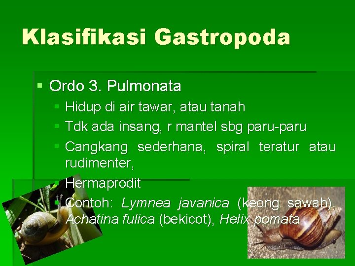 Klasifikasi Gastropoda § Ordo 3. Pulmonata § Hidup di air tawar, atau tanah §