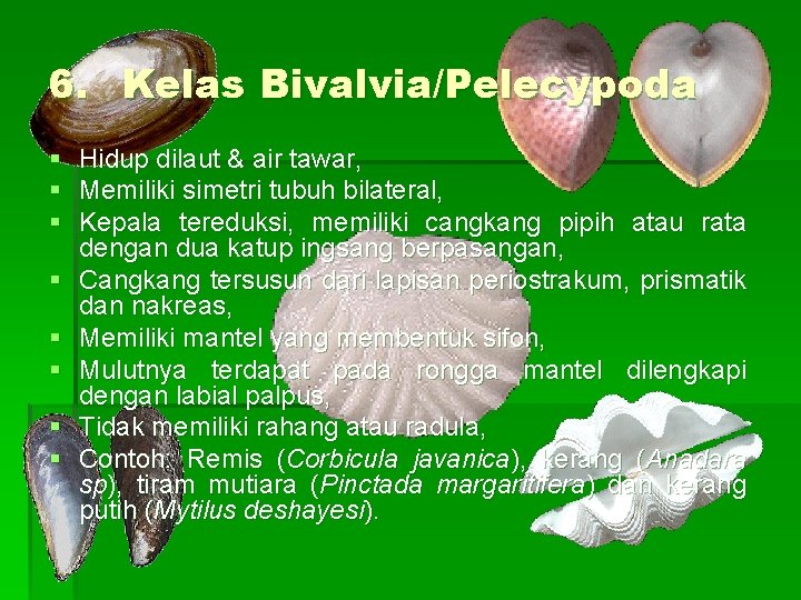 6. Kelas Bivalvia/Pelecypoda § § § § Hidup dilaut & air tawar, Memiliki simetri