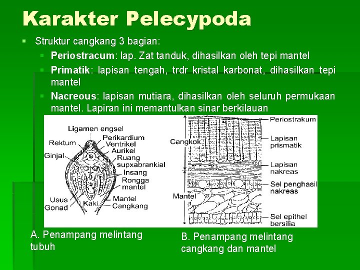 Karakter Pelecypoda § Struktur cangkang 3 bagian: § Periostracum: lap. Zat tanduk, dihasilkan oleh