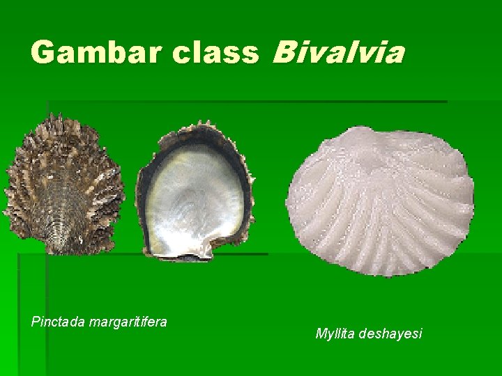 Gambar class Bivalvia Pinctada margaritifera Myllita deshayesi 