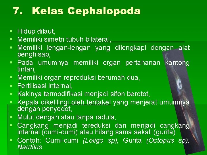7. Kelas Cephalopoda § Hidup dilaut, § Memiliki simetri tubuh bilateral, § Memiliki lengan-lengan