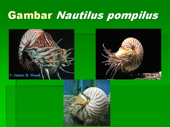Gambar Nautilus pompilus 
