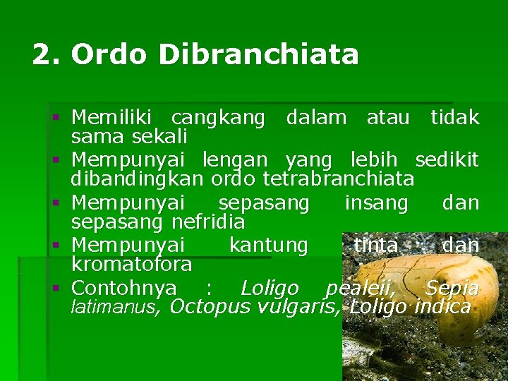 2. Ordo Dibranchiata § Memiliki cangkang dalam atau tidak sama sekali § Mempunyai lengan