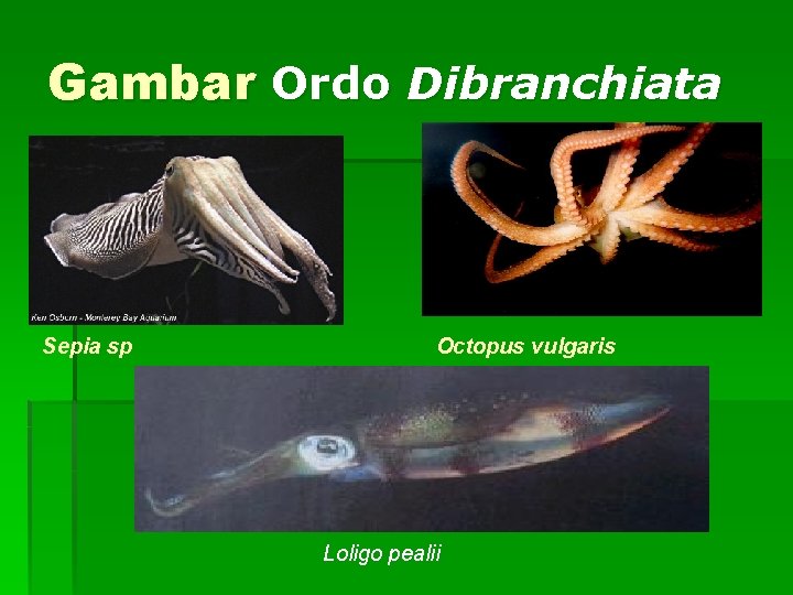 Gambar Ordo Dibranchiata Sepia sp Octopus vulgaris Loligo pealii 