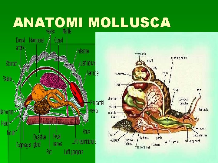ANATOMI MOLLUSCA 