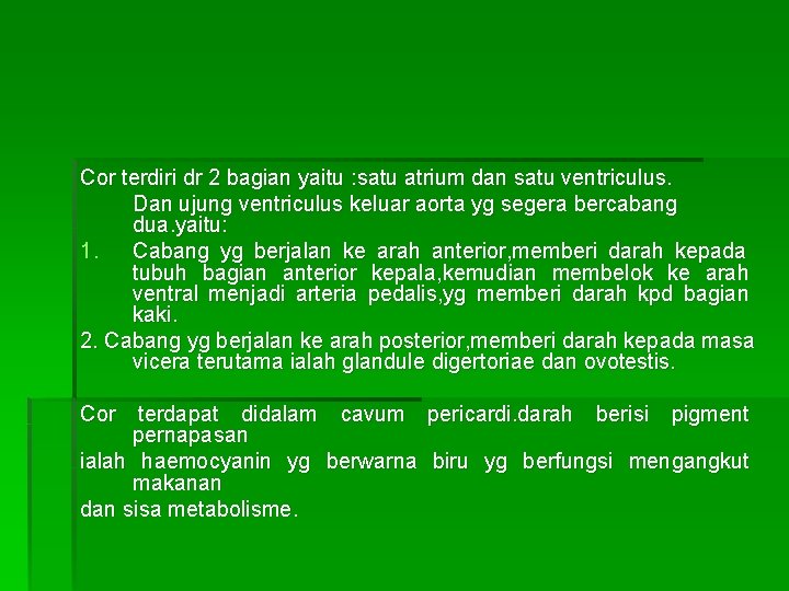 Cor terdiri dr 2 bagian yaitu : satu atrium dan satu ventriculus. Dan ujung