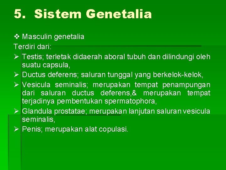 5. Sistem Genetalia v Masculin genetalia Terdiri dari: Ø Testis; terletak didaerah aboral tubuh