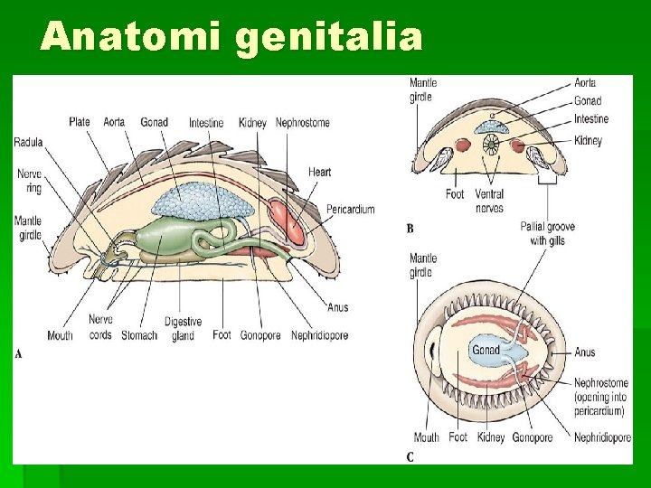 Anatomi genitalia 