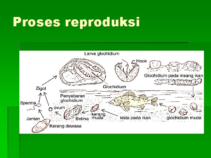 Proses reproduksi 