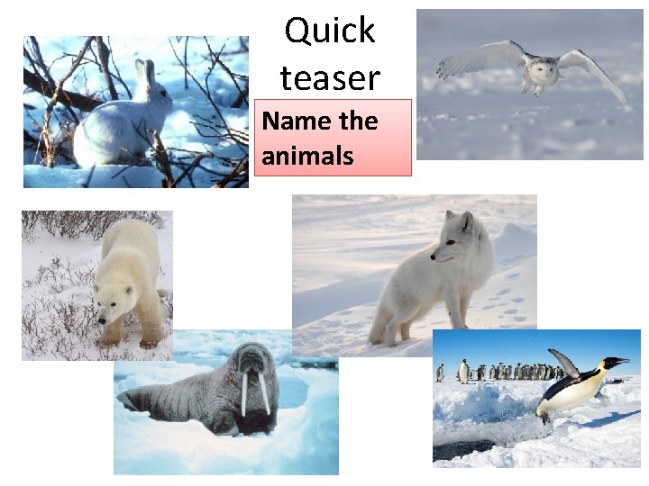 Quick teaser Name the animals 