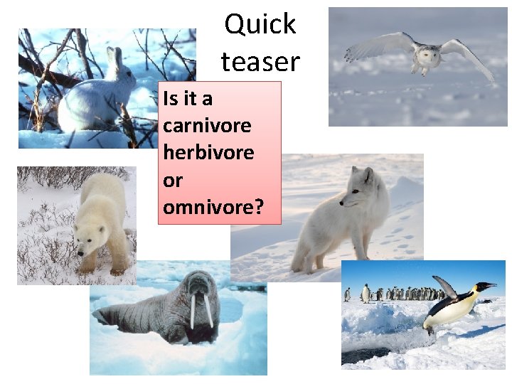 Quick teaser Is it a carnivore herbivore or omnivore? 