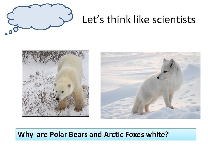 Let’s think like scientists Why are Polar Bears and Arctic Foxes white? 