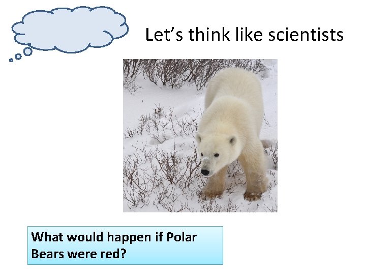 Let’s think like scientists What would happen if Polar Bears were red? 
