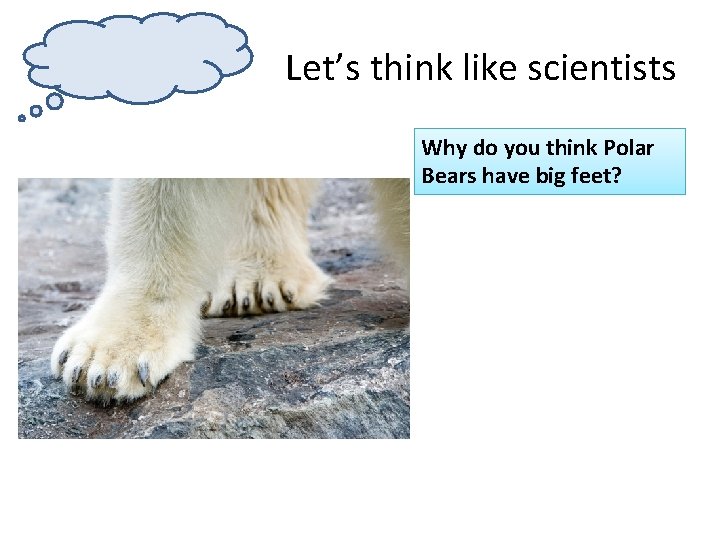 Let’s think like scientists Why do you think Polar Bears have big feet? 