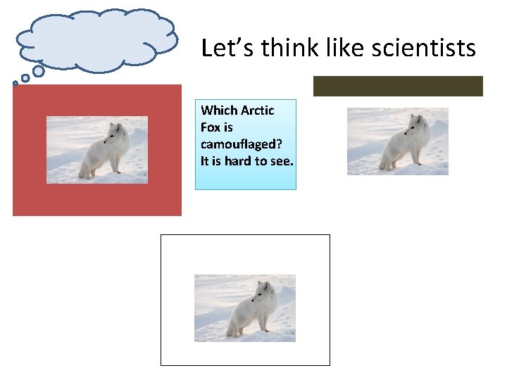 Let’s think like scientists Which Arctic Fox is camouflaged? It is hard to see.
