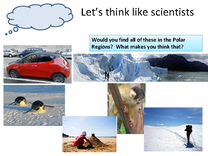 Let’s think like scientists Would you find all of these in the Polar Regions?