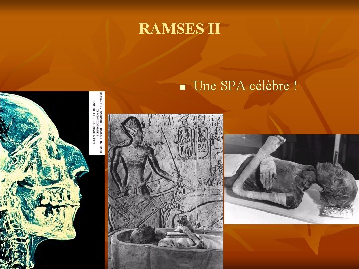 RAMSES II n Une SPA célèbre ! 