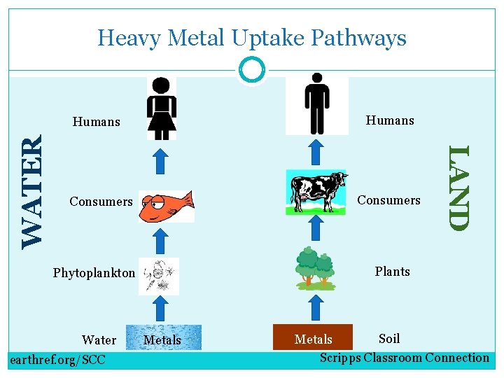 Heavy Metal Uptake Pathways Humans Consumers Plants Phytoplankton Water earthref. org/SCC LAND WATER Humans