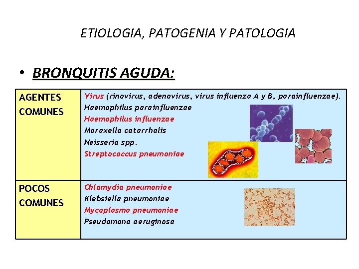 ETIOLOGIA, PATOGENIA Y PATOLOGIA • BRONQUITIS AGUDA: AGENTES COMUNES Virus (rinovirus, adenovirus, virus influenza