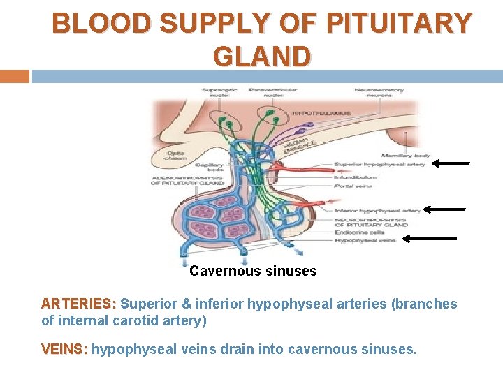 BLOOD SUPPLY OF PITUITARY GLAND Cavernous sinuses ARTERIES: Superior & inferior hypophyseal arteries (branches