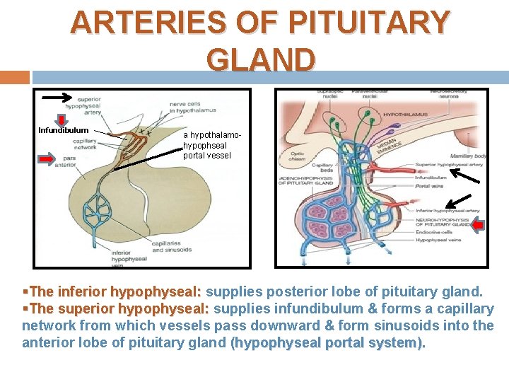 ARTERIES OF PITUITARY GLAND Infundibulum a hypothalamohypophseal portal vessel §The inferior hypophyseal: supplies posterior