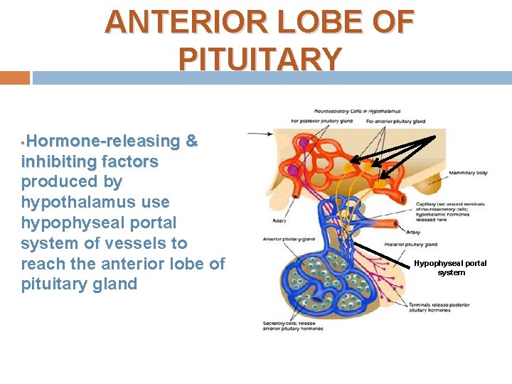 ANTERIOR LOBE OF PITUITARY Hormone-releasing & inhibiting factors produced by hypothalamus use hypophyseal portal