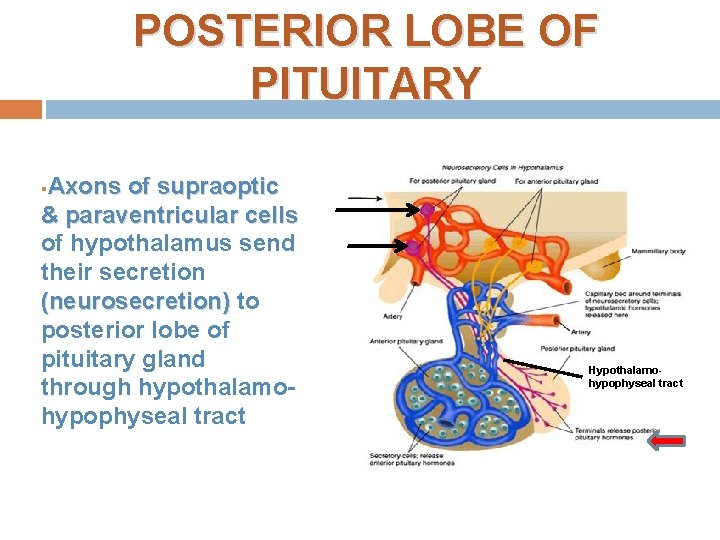 POSTERIOR LOBE OF PITUITARY Axons of supraoptic & paraventricular cells of hypothalamus send their