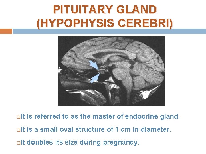 PITUITARY GLAND (HYPOPHYSIS CEREBRI) q It is referred to as the master of endocrine