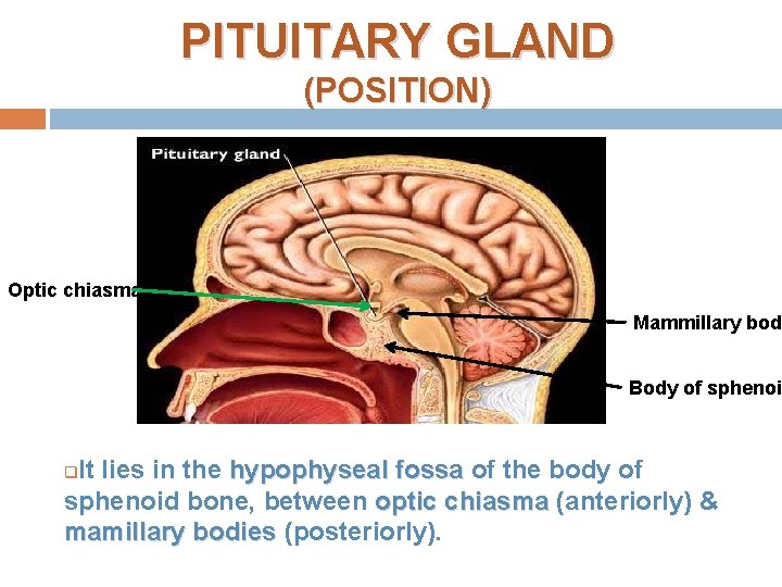 PITUITARY GLAND (POSITION) Optic chiasma Mammillary bod Body of sphenoid It lies in the