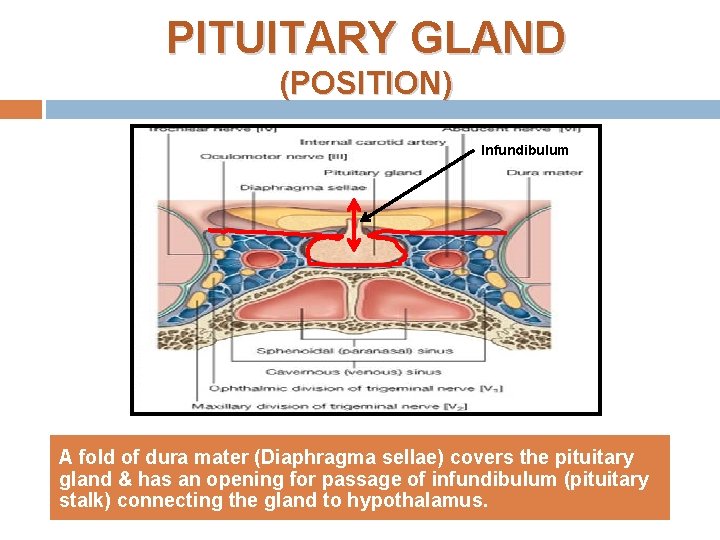 PITUITARY GLAND (POSITION) Infundibulum A fold of dura mater (Diaphragma sellae) covers the pituitary