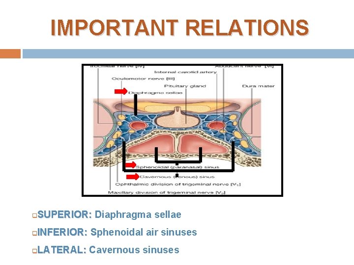 IMPORTANT RELATIONS SUPERIOR: Diaphragma sellae q INFERIOR: Sphenoidal air sinuses q LATERAL: Cavernous sinuses