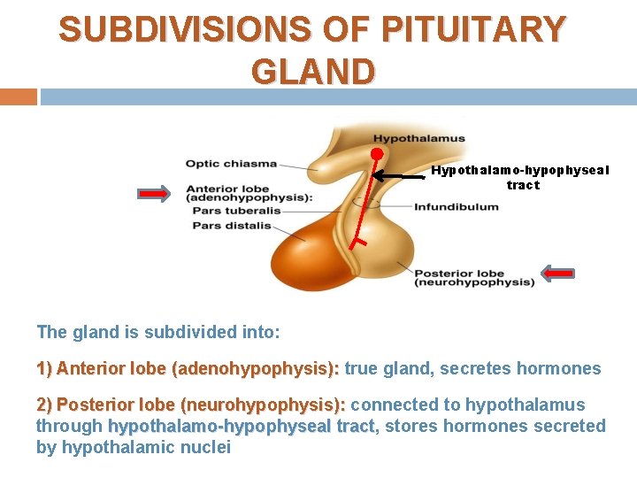 SUBDIVISIONS OF PITUITARY GLAND Hypothalamo-hypophyseal tract The gland is subdivided into: 1) Anterior lobe