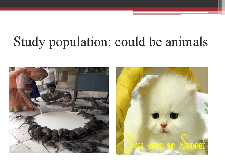 Study population: could be animals 