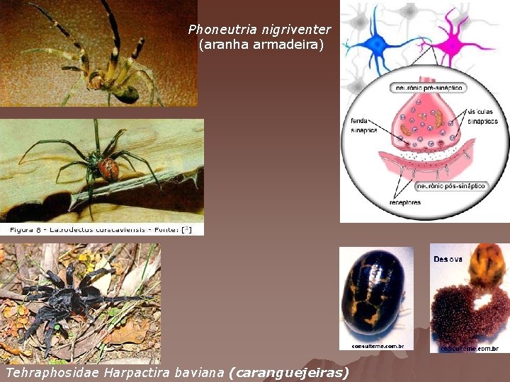 Phoneutria nigriventer (aranha armadeira) Tehraphosidae Harpactira baviana (caranguejeiras) 