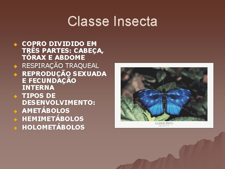 Classe Insecta u u u u COPRO DIVIDIDO EM TRÊS PARTES: CABEÇA, TÓRAX E