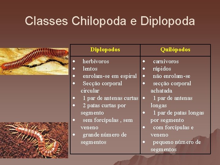 Classes Chilopoda e Diplopoda Diplopodos Quilópodos · herbívoros · lentos · enrolam-se em espiral