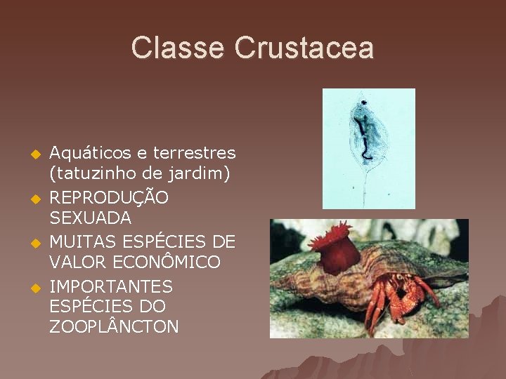 Classe Crustacea u u Aquáticos e terrestres (tatuzinho de jardim) REPRODUÇÃO SEXUADA MUITAS ESPÉCIES