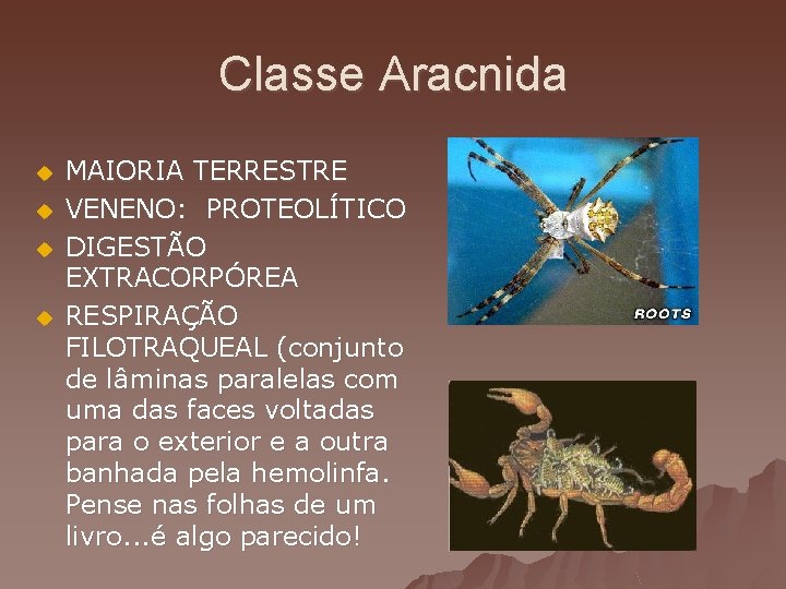 Classe Aracnida u u MAIORIA TERRESTRE VENENO: PROTEOLÍTICO DIGESTÃO EXTRACORPÓREA RESPIRAÇÃO FILOTRAQUEAL (conjunto de