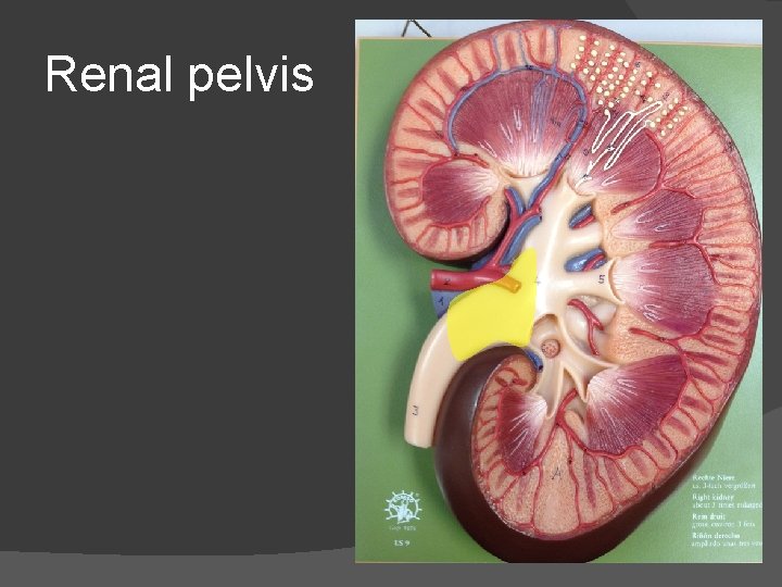 Renal pelvis 