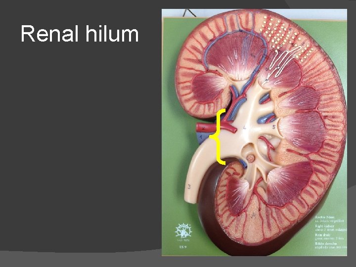 Renal hilum 