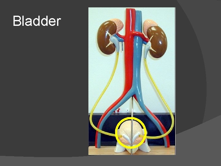 Bladder 